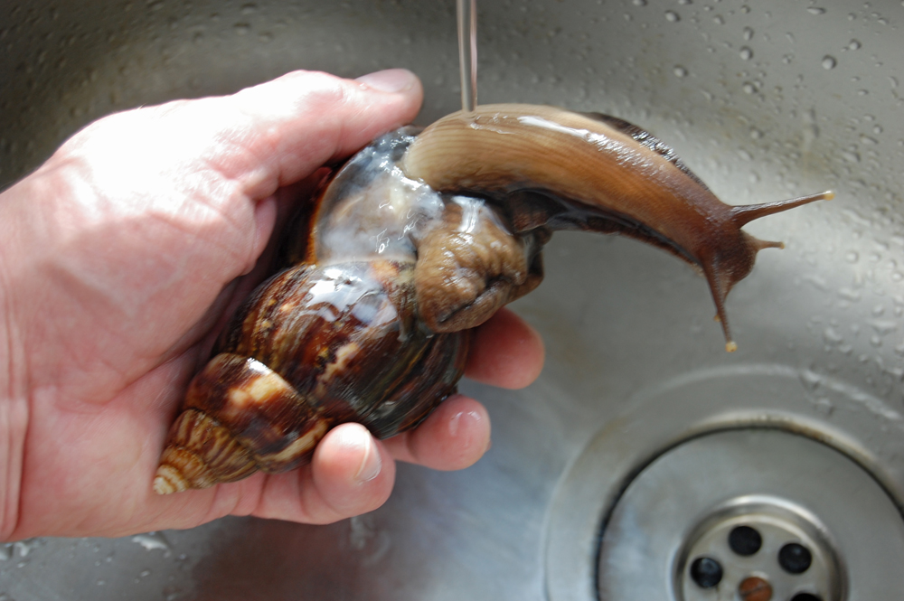 Giant African Land Snail Being Cleaned - Photo by Steve Greaves