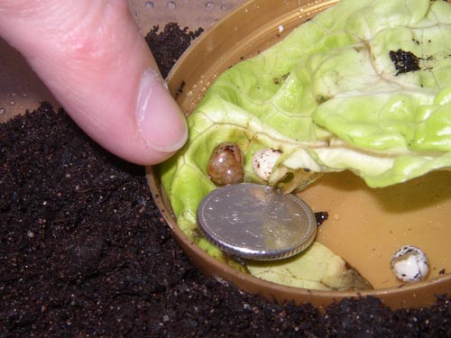 Baby Giant African Land Snail with Egg Shells - Photo by Steve Greaves