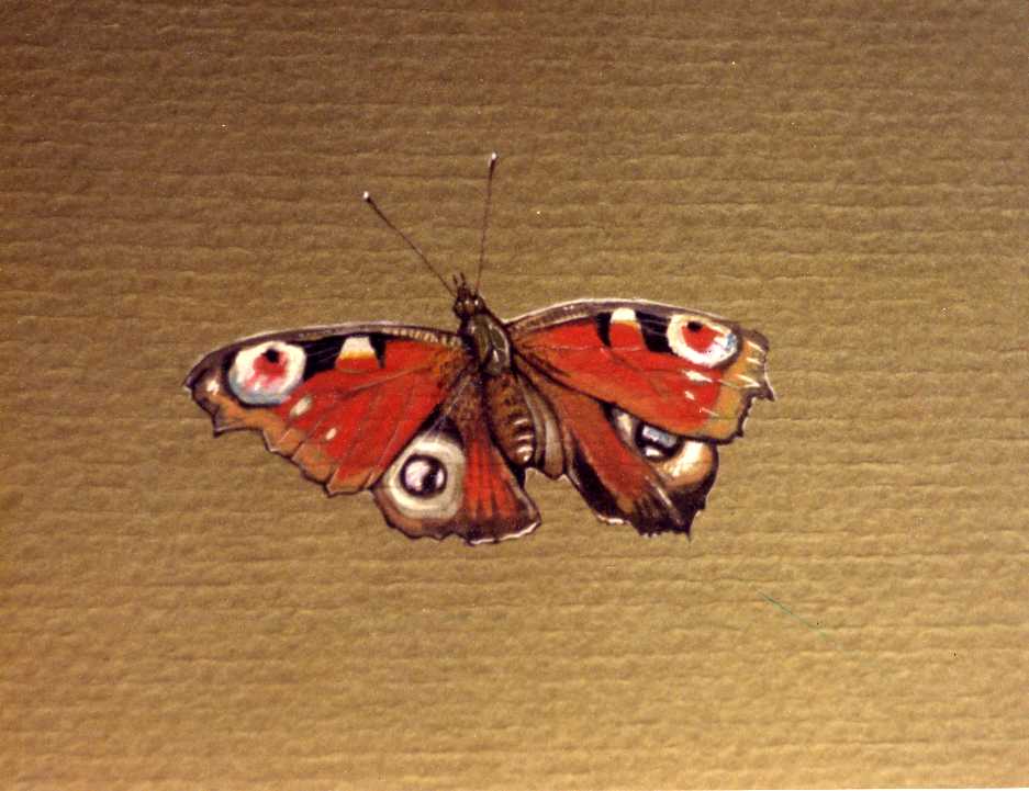 Enlarge: Peacock Butterfly - insect painting in gouache