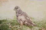Steve Greaves - Buzzard - Photorealism Bird Painting