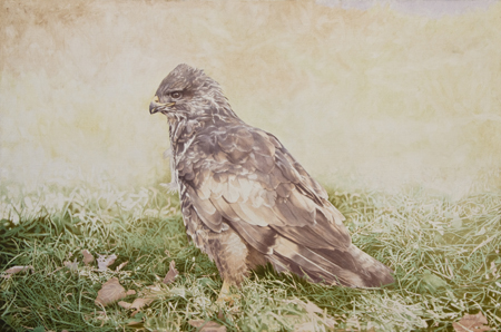Common Buzzard Photorealism Bird Oil Painting Steve Greaves