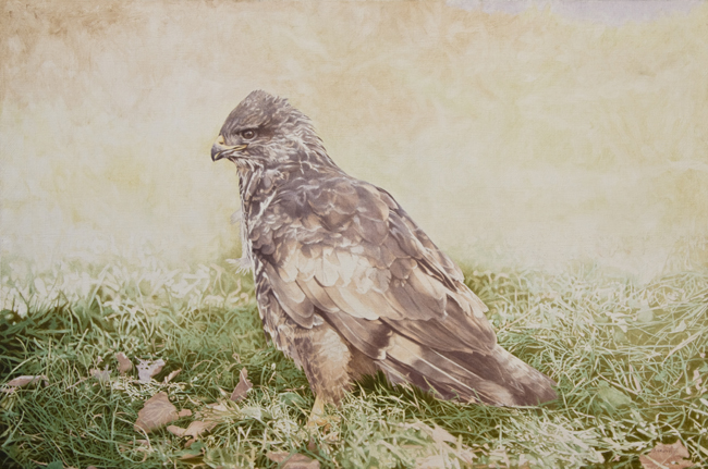 Common Buzzard Photorealism Bird Painting by Steve Greaves