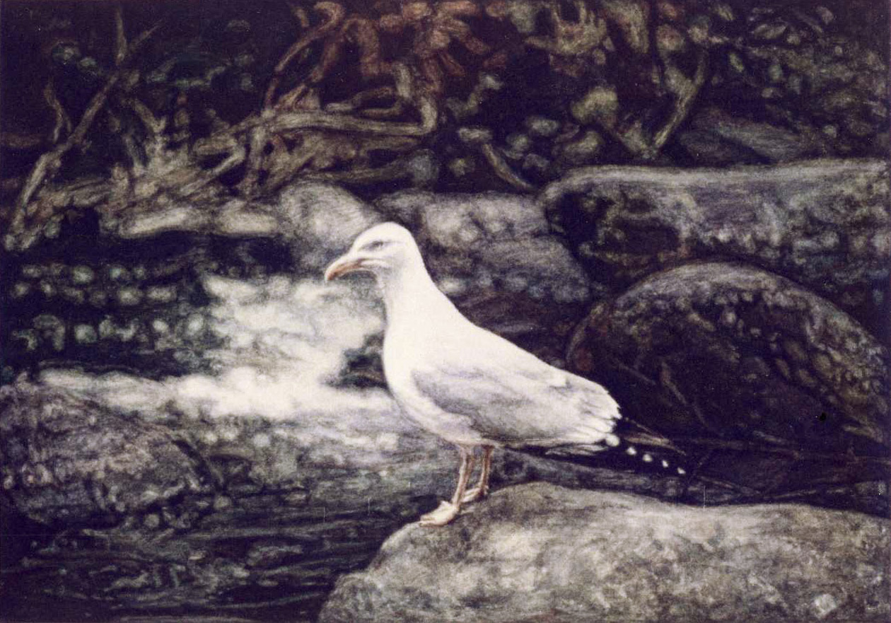 Enlarge: Herring Gull on Rocks - photorealism bird painting