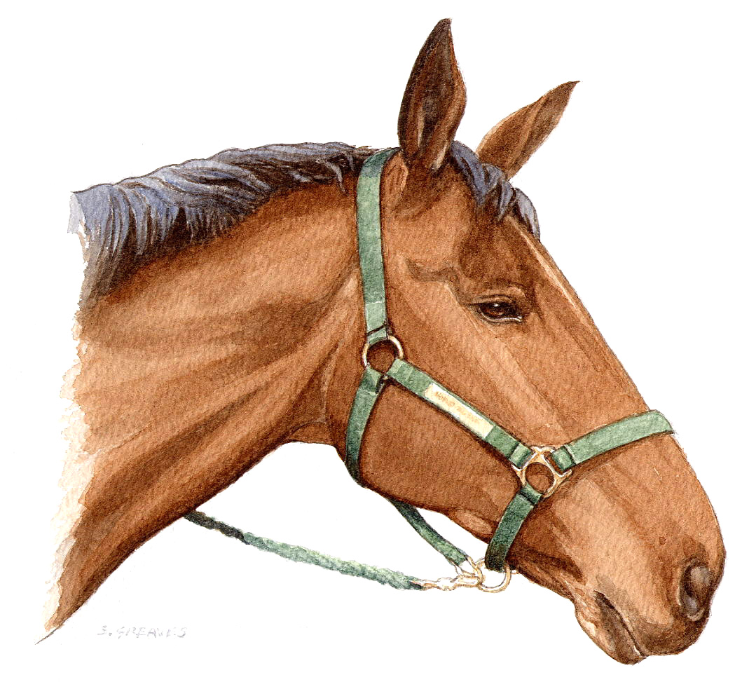 Steve Greaves - Horse - watercolour animal painting