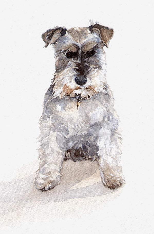 Enlarge: Miniature Schnauzer dog, Jack - watercolour dog painting