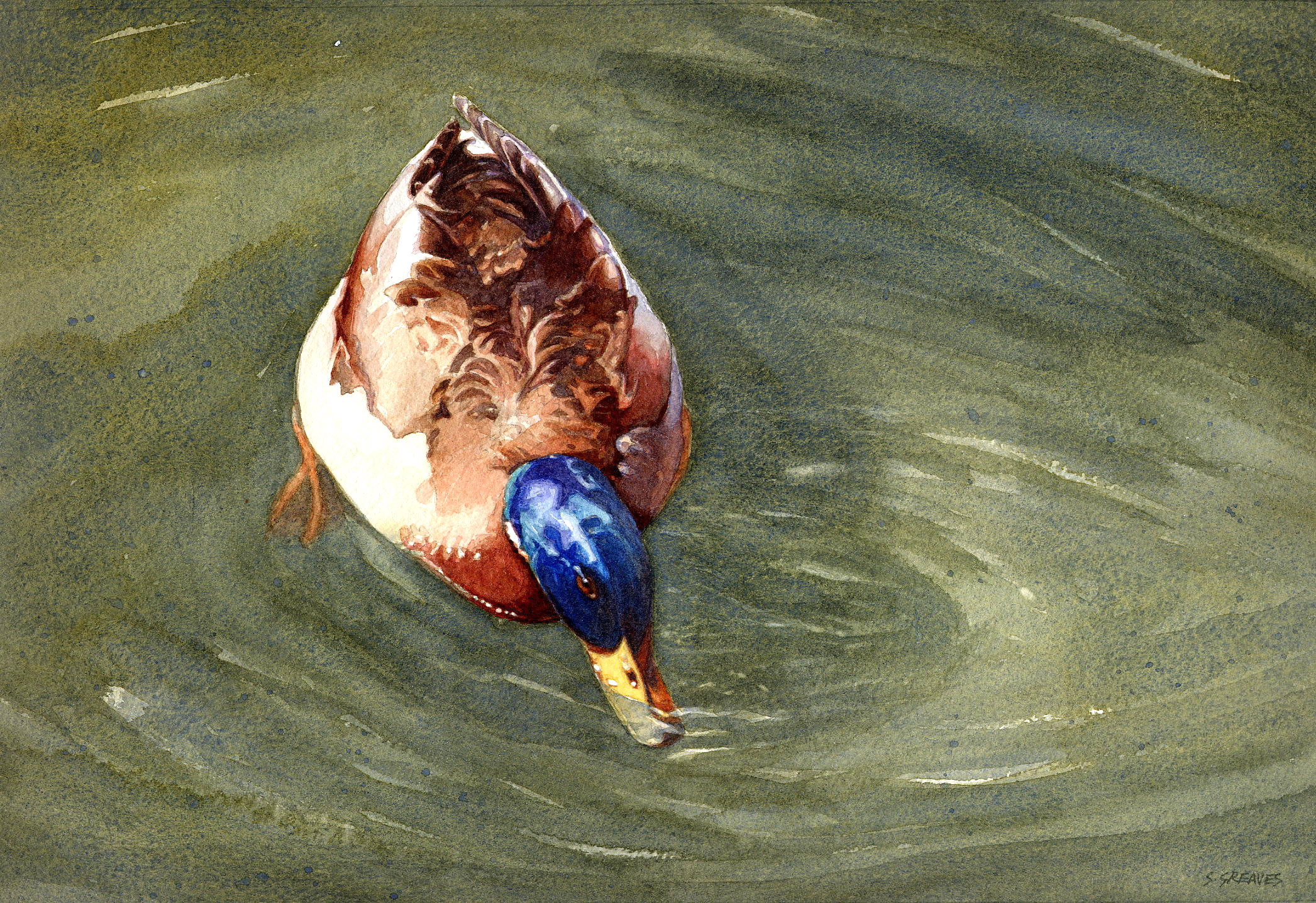 Back to: Mallard - watercolour bird painting