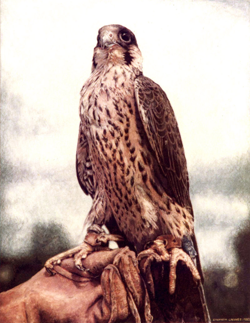 Peregrine Falcon - Limited Edition Print of photorealism bird painting