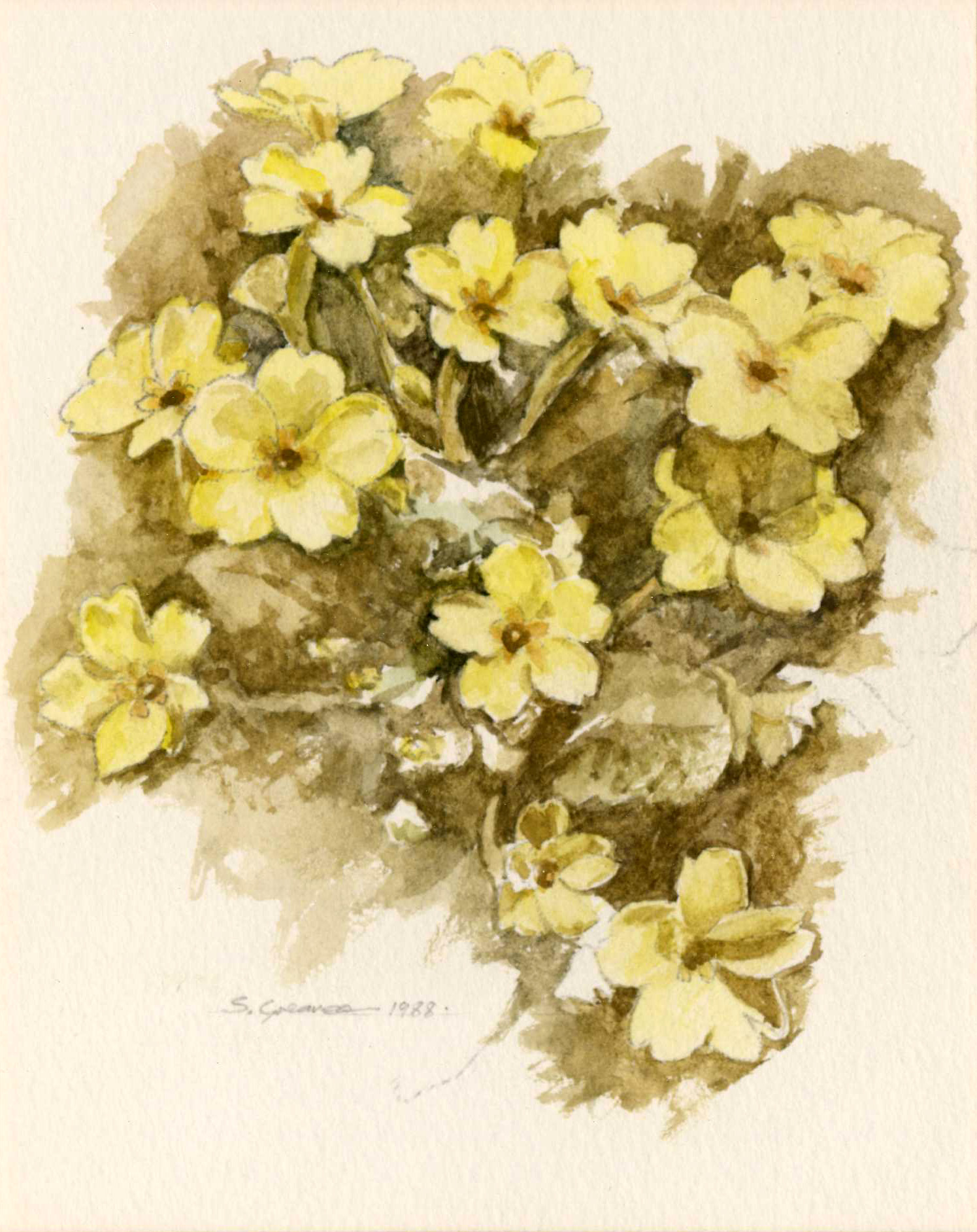 Steve Greaves - Primrose - watercolour flower painting