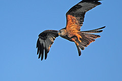 Red Kite photo by Steve Greaves