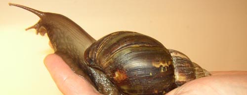 Giant African Land Snail - Photo by Steve Greaves