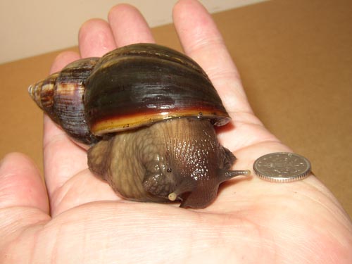 Giant African Land Snail - "Arnie" - Photo by Steve Greaves