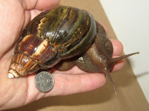 Giant African Land Snail "Arnie" - Photo by Steve Greaves