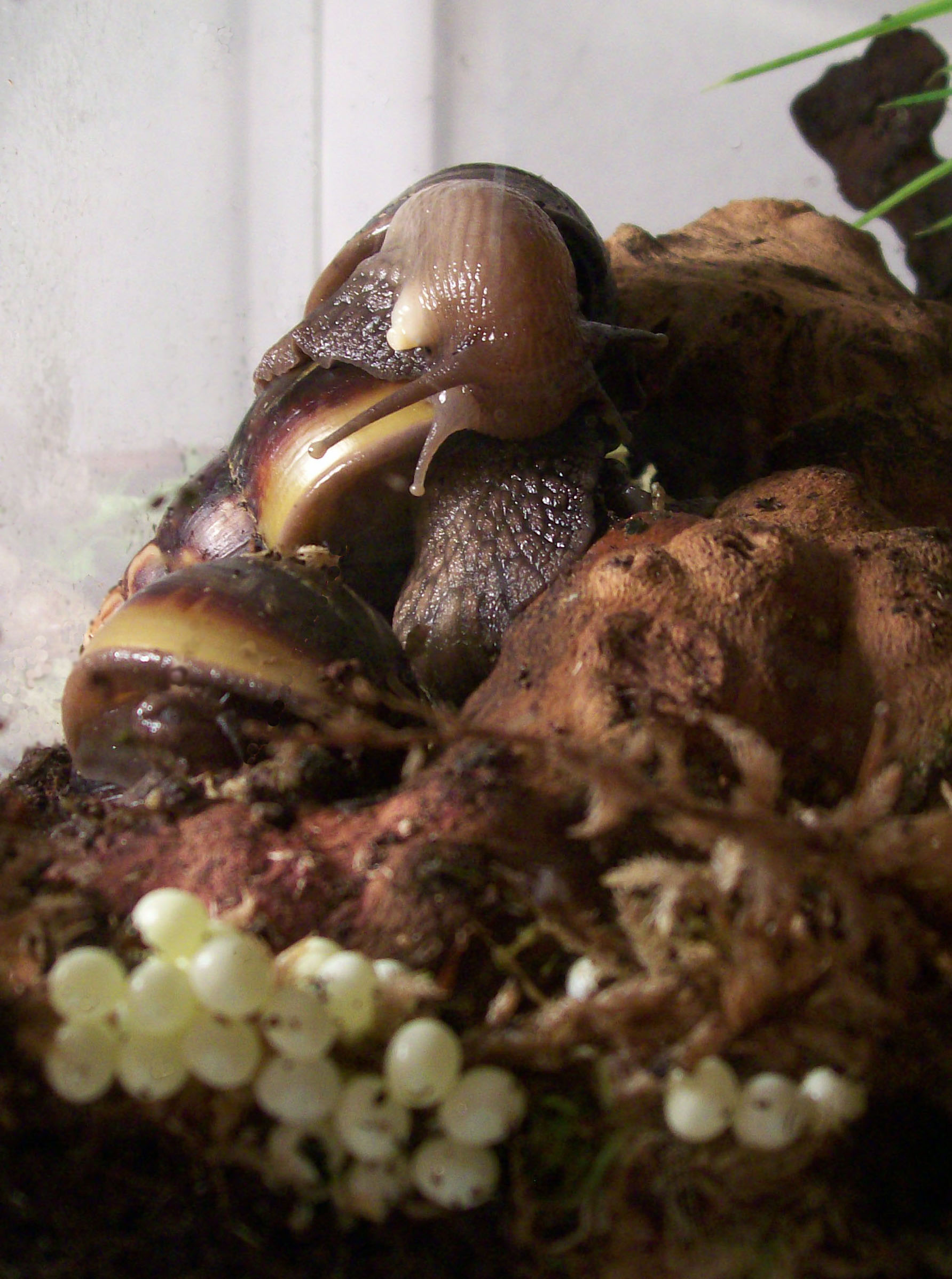 Giant African Land Snails Mating & Snail Eggs photo.
