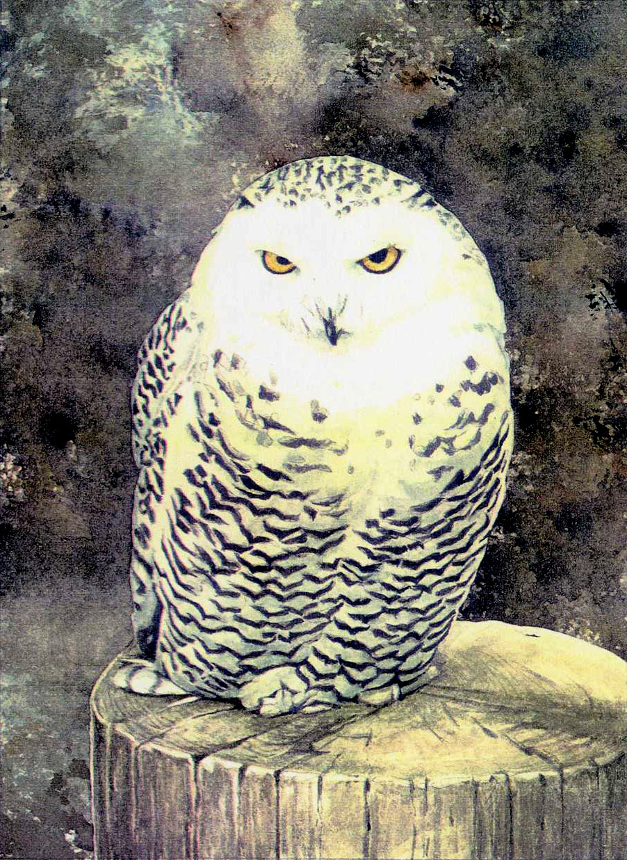 Snowy Owl - watercolour bird painting