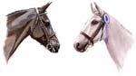 Steve Greaves - Beau & Charne - Two horses watercolour painting