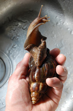 Arnie the Giant African Land Snail Having a Bath, photo by Steve Greaves.