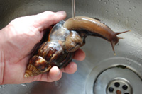 Giant African Land Snail Having a Bath, Photo by Steve Greaves.