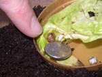 Baby Giant African Land Snails - Photos by Steve Greaves
