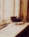Steve Greaves - Blackbird - photorealism bird painting