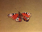 Steve Greaves - Peacock Butterfly painting in gouache