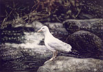 Steve Greaves - Herring Gull on Rocks - photorealism bird painting