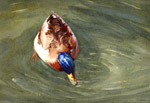 Steve Greaves - Mallard - photorealism watercolour bird painting