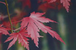 Japanese Bonsai Maple Leaves Painting by Steve Greaves.