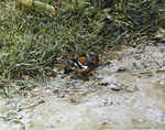 Steve Greaves - Chaffinch - photorealism bird painting