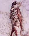 Steve Greaves - Goshawk - photorealism bird painting