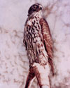 Steve Greaves - Goshawk - photorealism sport bird painting