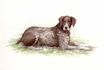 Steve Greaves - German Short Haired Pointer dog, Buster - watercolour sport animal painting