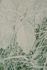 Steve Greaves - Dock Leaf - photorealism wild flower painting