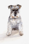 Steve Greaves - Miniature Schnauzer dog, Jack - watercolour animal painting