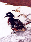 Steve Greaves - Wood Duck - photorealism ink bird painting
