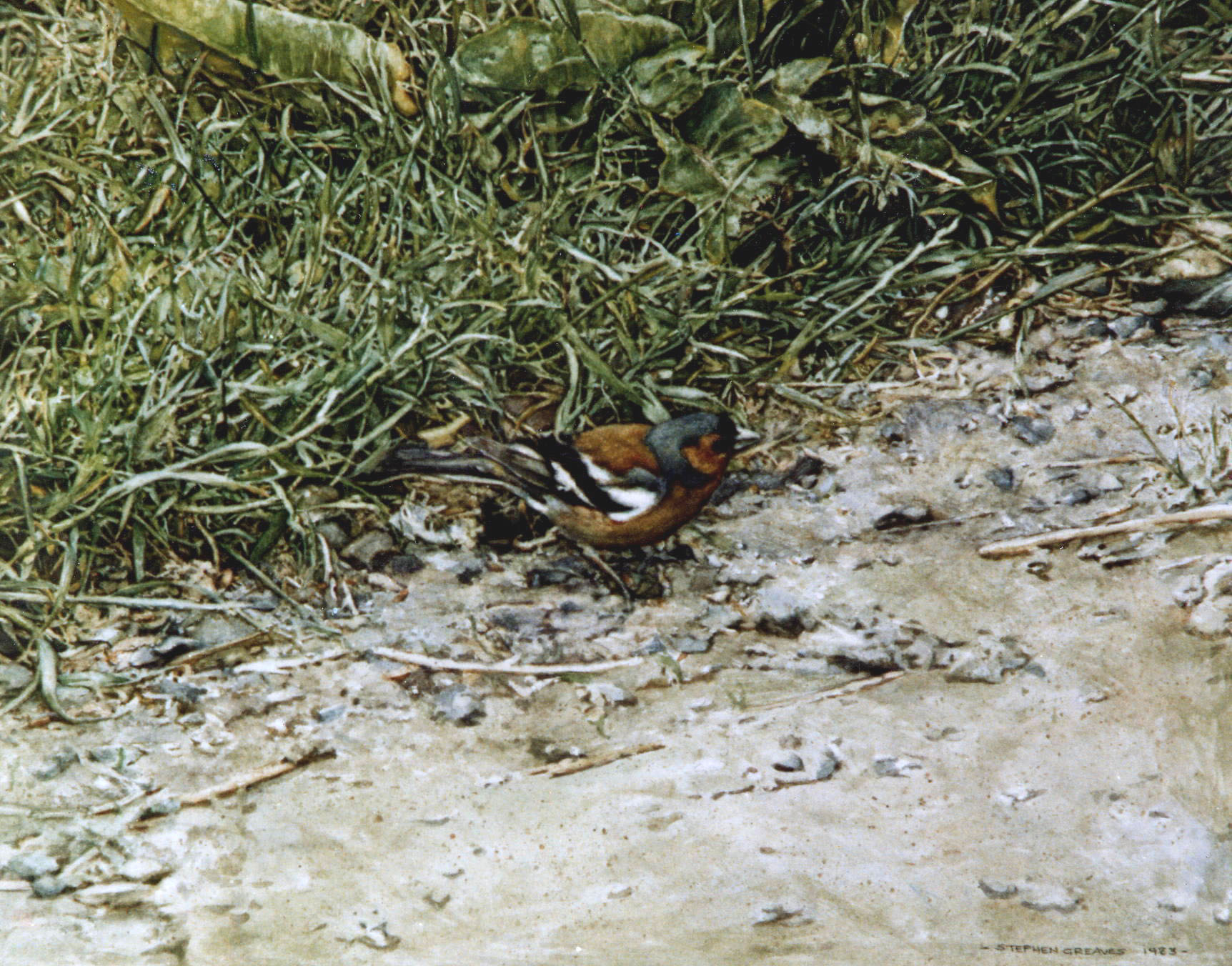 Back to: Chaffinch - photorealism bird painting