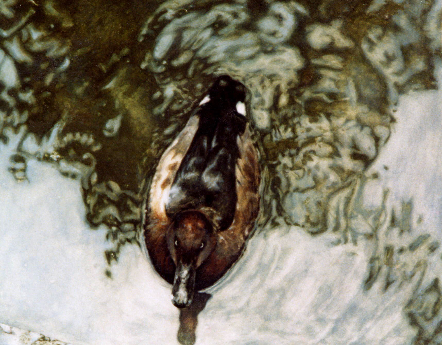 Enlarge: Ferruginous Duck - photorealism bird painting