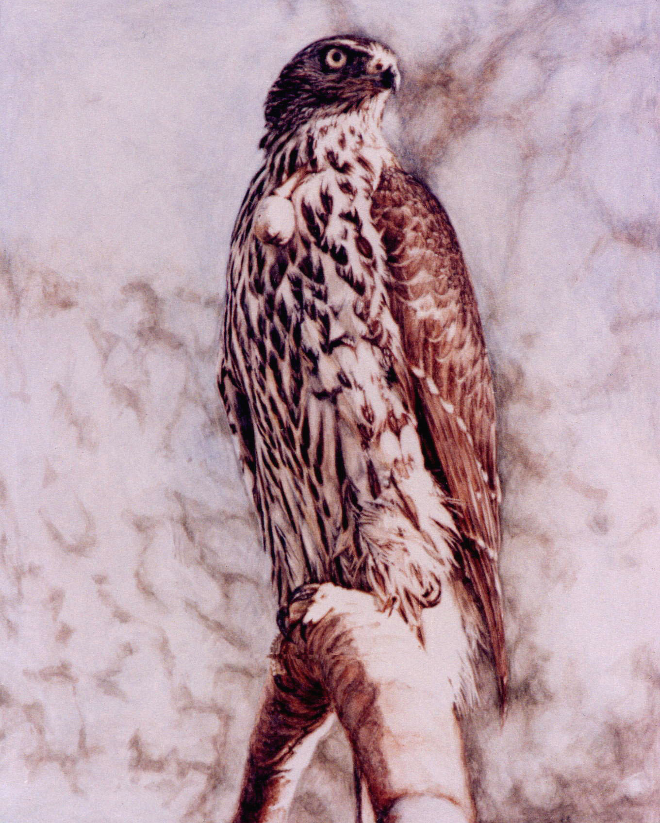 Northern Goshawk Painting by Steve Greaves.