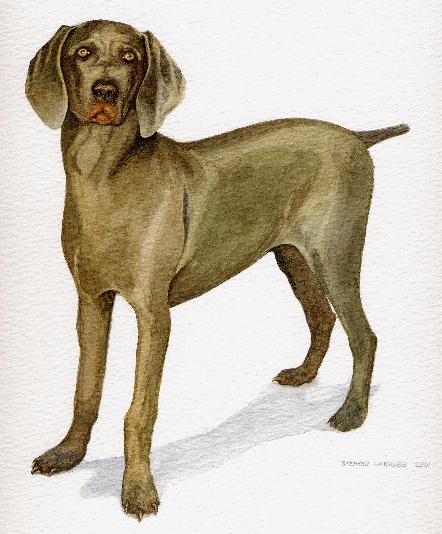 Steve Greaves - Weimerana Gundog , Jade - watercolour dog painting