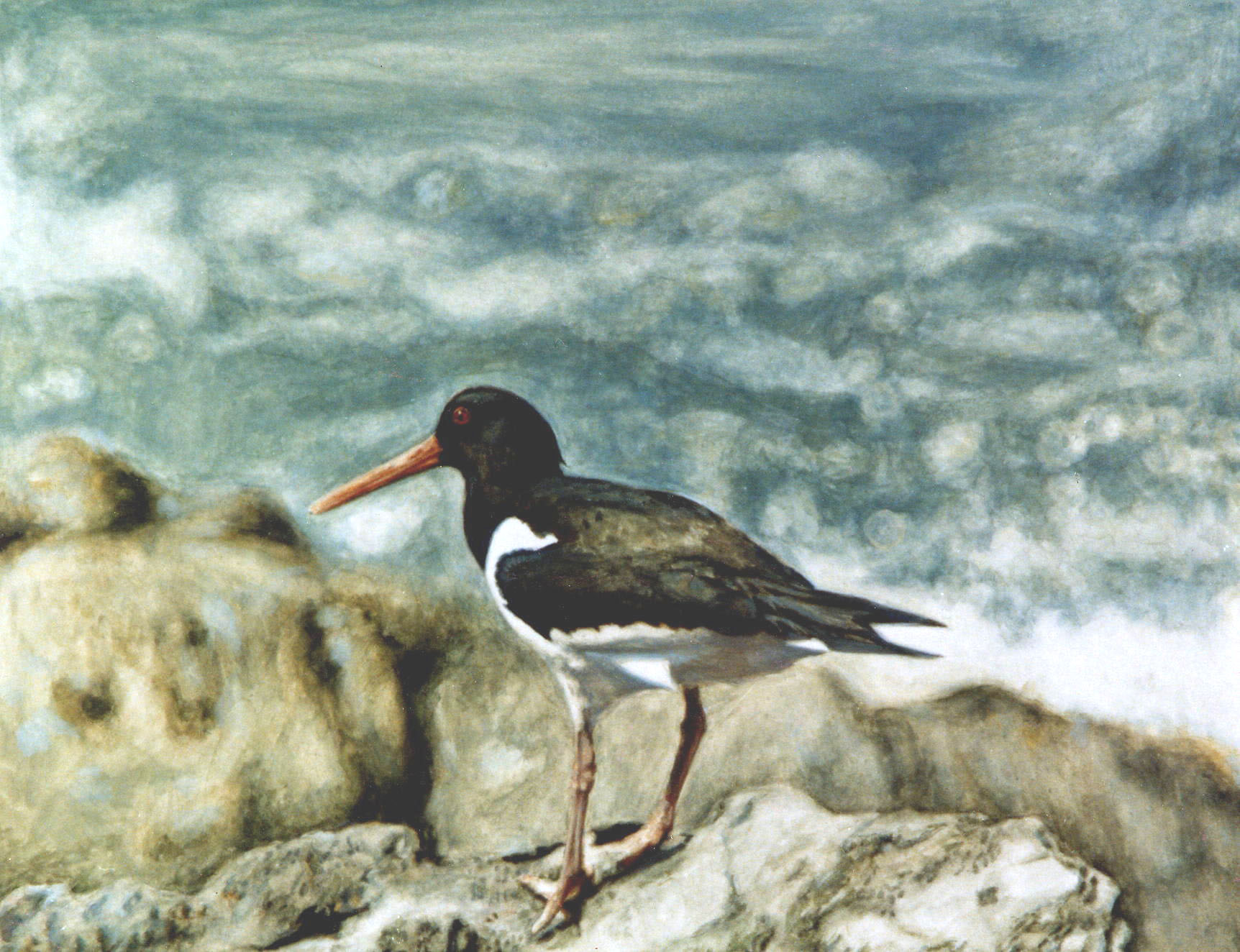 Enlarge: Oystercatcher - photorealism bird painting
