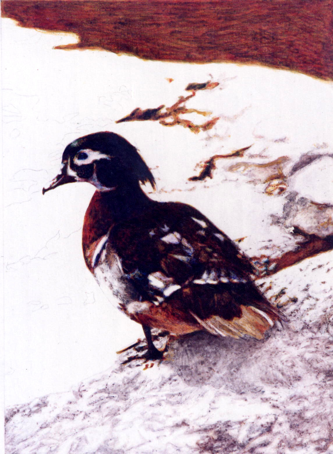 Enlarge: Wood Duck - bird painting in ink